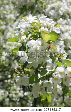 The Bush white flowers of black cherry growing in Western Siberia