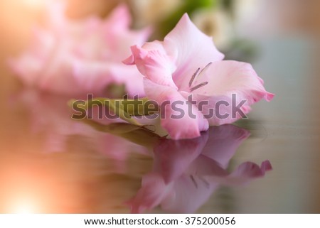 Beautiful fresh tender light pink gladiolus flower in blossom with green stem lying on glossy surface with reflection amazing natural plant closeup studio, horizontal picture