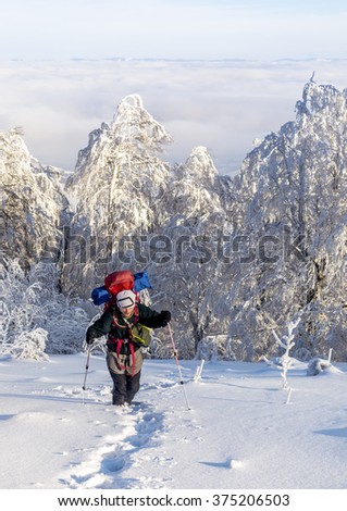 Lone hiker with a backpack walks on the path in the snow above the clouds. Trees covered with snow, clear sky. Winter trekking in the mountains. Carpathians