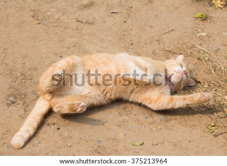 ginger cat outdoor 