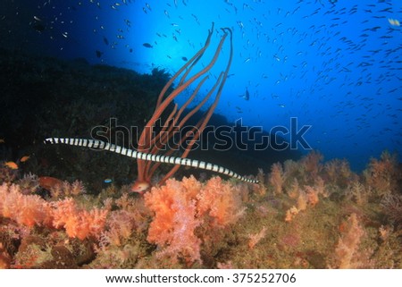 Banded Sea Snake hunting on coral reef