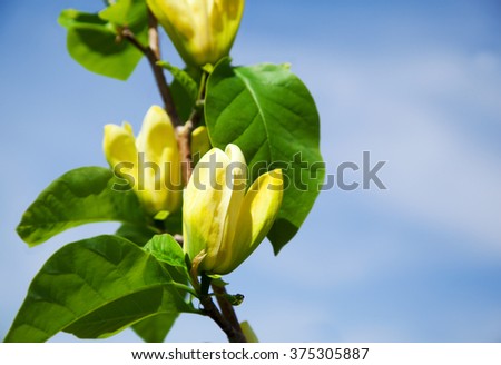 Blooming magnolia tree in the spring. Yellow magnolia