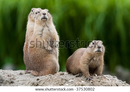 Group of prarie dogs looking around. These animals native to the grasslands of North America Royalty-Free Stock Photo #37530802