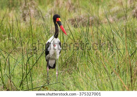 Single Saddle-billed Stork (Ephippiorhynchus senegalensis) standing in grass in Okavango Delta, Botswana