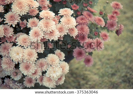 retro flowers background