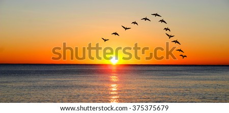 Ducks migrating during sunset over the ocean Royalty-Free Stock Photo #375375679