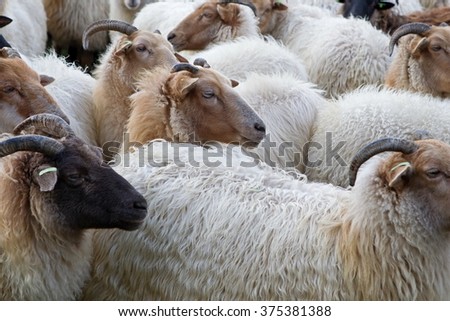 Drenthe Heath sheep in Ruinen, Netherlands
 Royalty-Free Stock Photo #375381388