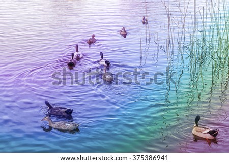 Birds on the lake . Creative wallpaper with colored filters.
