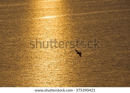 Silhouette flying birds on the background of the sea and golden sun track