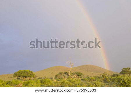 Rainbow in the sky, savannah after rain in sunshine
