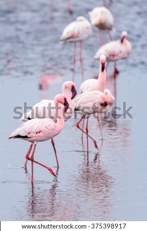Many flamingos