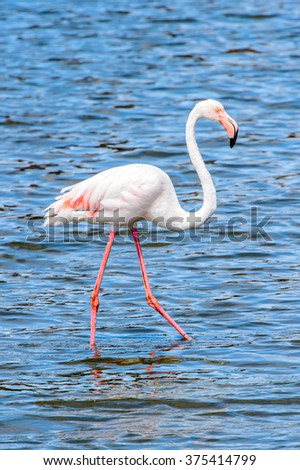 Flamingo at the Walvish Bay, Namibia