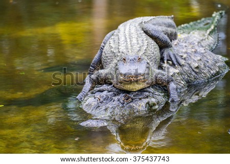 Mother alligator carries his hatchling in water