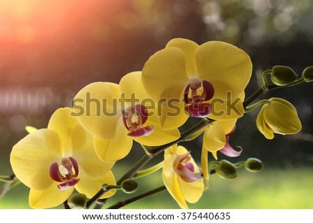 Beautiful elegant cute blossom of bright yellow orchid flower exotic tropical plant natural beauty and elegance greeting card wallpaper closeup on sunlight blur background outdoor, horizontal picture