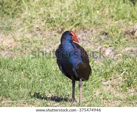 A brilliantly feathered  Purple swamp hen porphyria porphyria is  standing  in the   green grassy  field  in Big Swamp  Bunbury Western Australia  on a sunny summer  afternoon.