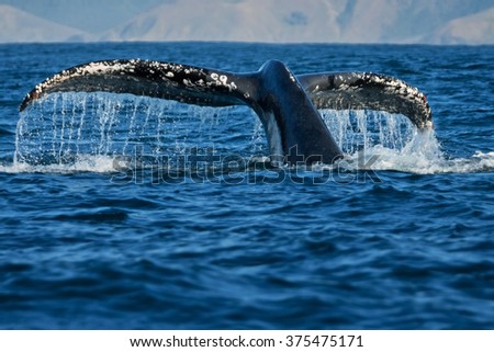 Humpback whale, megaptera novaeangliae