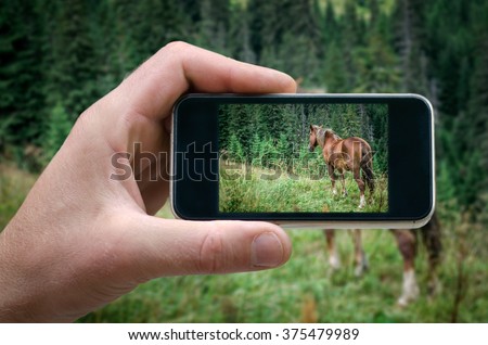 horse, horse photographed on a smartphone, mountain horse phone in hand man (photographing the landscape) photos from your phone, Self, photographing on the phone,