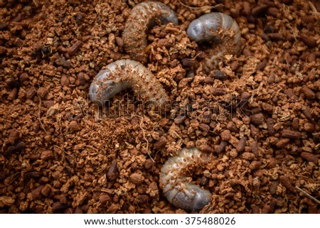 Group beetle larvae on the Soil