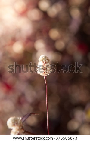 Soft focus,blurry of colorful flower.background