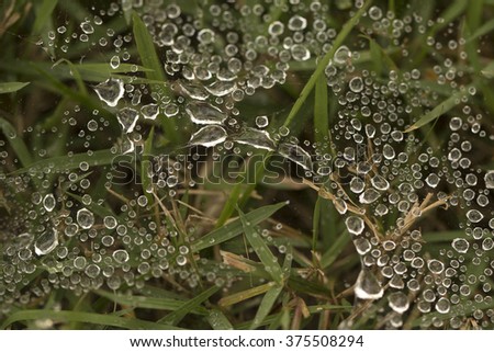 water droplets on a spider's web 