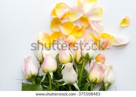 yellow rose petals on a white fabric