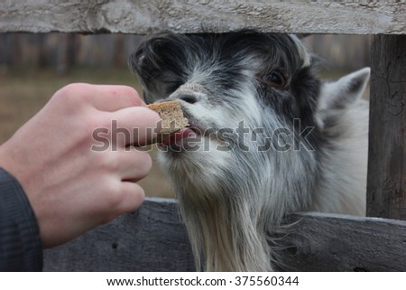 Goat eating from hand bread