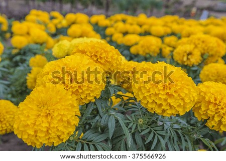 Beautiful Marigolds on the garden