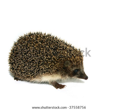 hedgehog animal isolated on white background