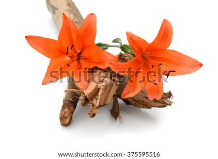 beautiful orange lily flower isolated on white background
