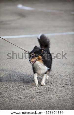 A girl is training and teaching the dog on a dog show. Image taken on a sandy field and on a cloudy day. The dog breed is shetland sheepdog.