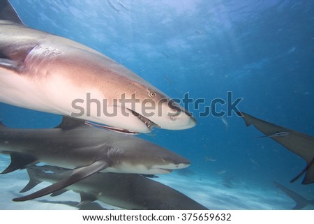Close-up of a Lemon shark's profile 
