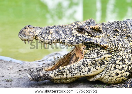 Nile Crocodile head shot