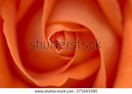 close up photo of an orange rose