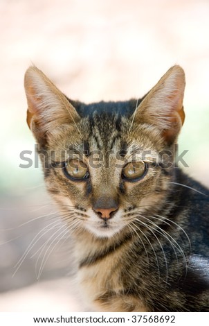 Portrait of a beautiful kitten