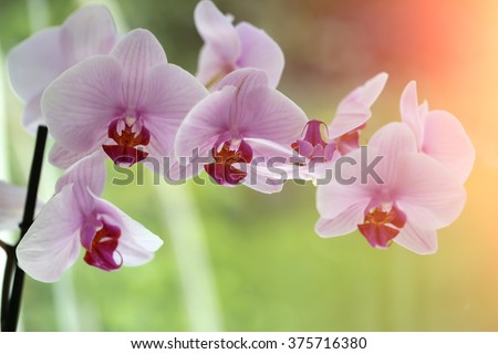 Splendid fresh elegant light pink orchid tender exotic flower plant with pretty petals colorful natural floral decor for card garden design on green blur background closeup outdoor, horizontal picture