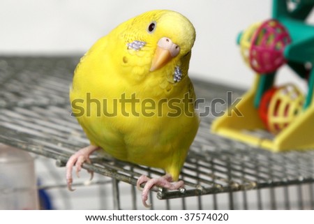 Yellow budgie sits on a cage Royalty-Free Stock Photo #37574020