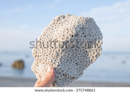 Woman's hand hold a sea coral with sea and sky background. 