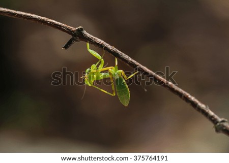 Grasshopper in the garden. 