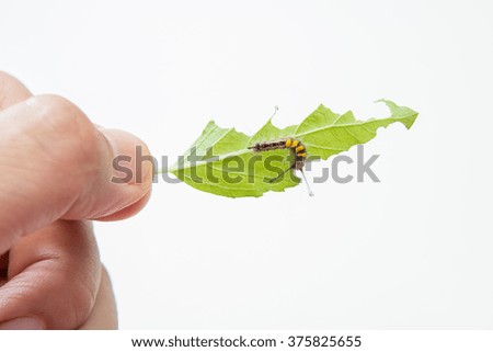 Worm eating Basil leaf in hand on a white background.