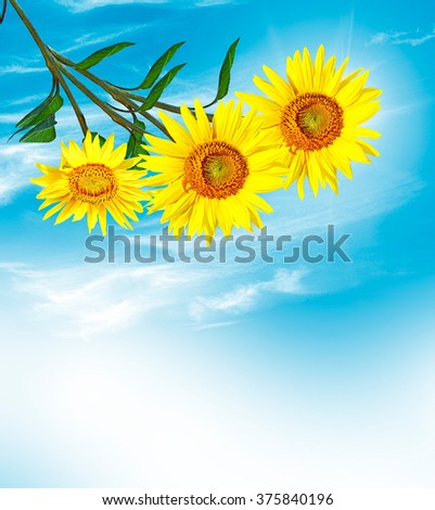Beautiful sunflower field in summer. yellow flowers
