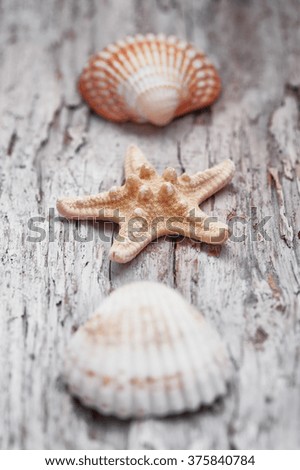 Seashells on the old shabby chic weathered wooden background