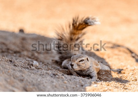 Close view of a cute suricate in Namibia