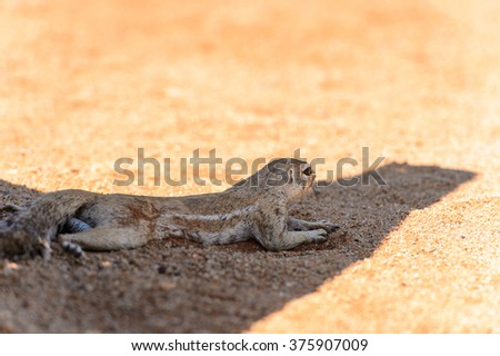 Meerkat close view in Namibia
