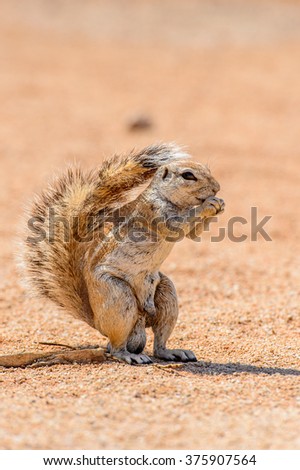 Meerkat (Suricate) eats a nut in Namibia