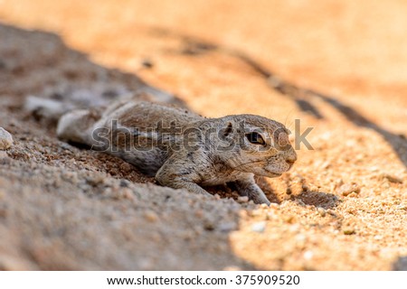 Close view of a cute suricate in Namibia
