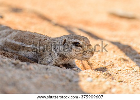 Close up of a Meerkat in Namibia