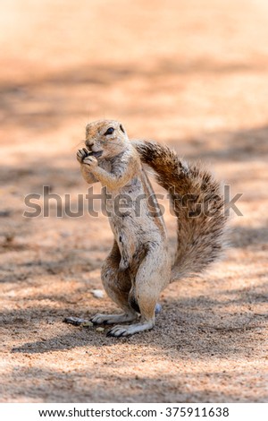 Meerkat (Suricate) eats a nut in Namibia