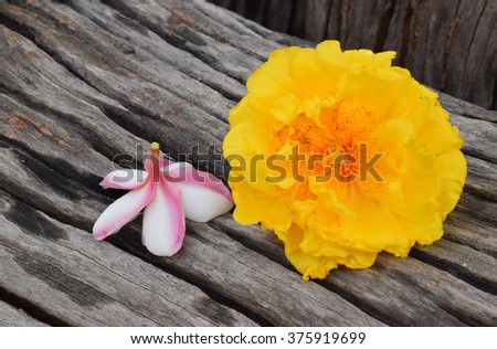Soft focus and selective focus of Cochlospermum regium  flower,Yellow cotton tree flower ( Thai's name ) and Plumeria flower on the old wood texture.