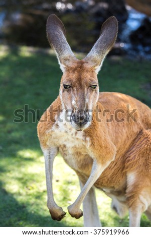 Wild kangaroo near Perth, Western Australia.