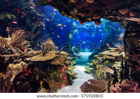 Aquarium with plants and tropical colorful fishes Royalty-Free Stock Photo #375920803